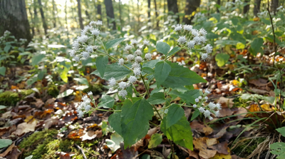 Fragrant snakeroot