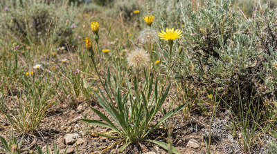 Pale Agoseris