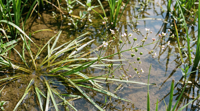 Narrow-leaved Water Plantain