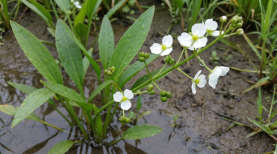Northern Water Plantain