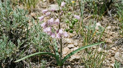 Twincrest Onion