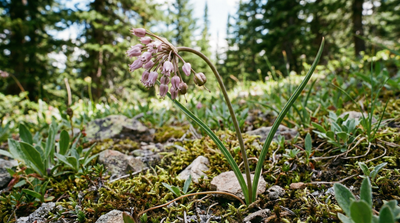 Shortstyle Onion