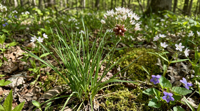 Meadow Garlic