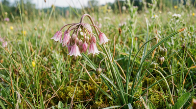 Nodding Onion