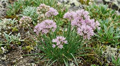 Wild Chives
