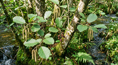 Gray Alder