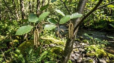 Smooth Alder, Hazel Alder