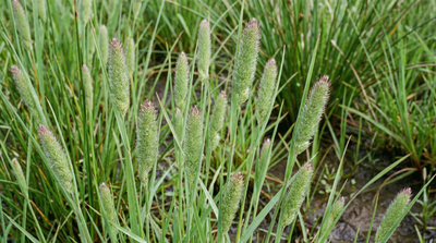 Shortawn Foxtail