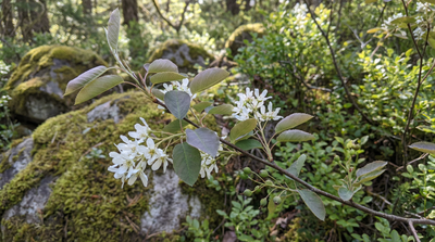 Serviceberry