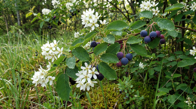 Saskatoon Serviceberry