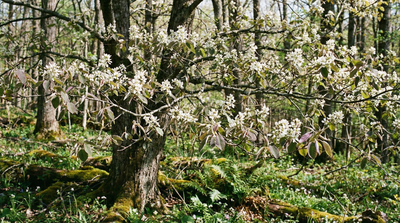 Downy Serviceberry
