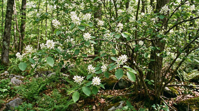 Canadian Serviceberry