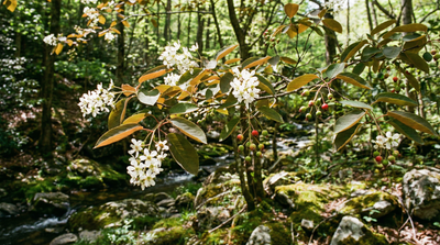 Allegheny Serviceberry