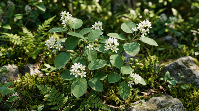 Dwarf Serviceberry, Dwarf Shadbush