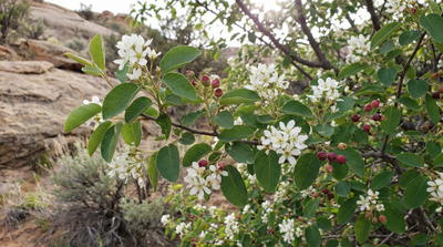 Utah Serviceberry