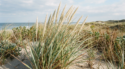 American Beachgrass