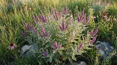 Leadplant