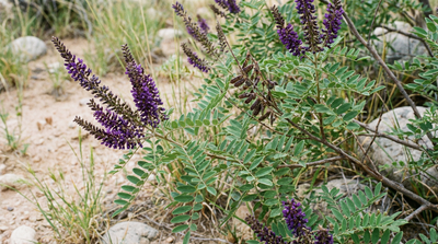 False Indigo Bush