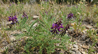 Dwarf False Indigo