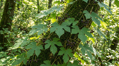 Virginia creeper