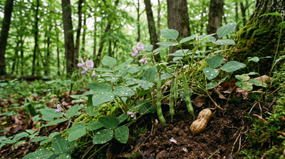 American Hog Peanut