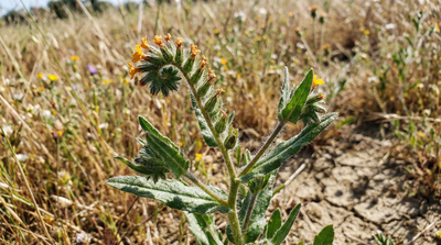 Bristly Fiddleneck