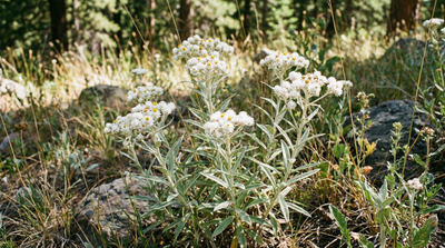 Western Pearly Everlasting