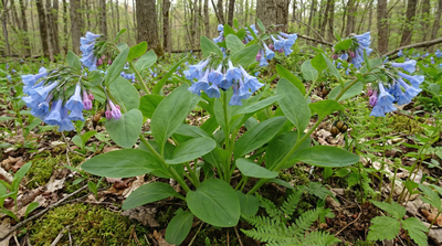 Virginia Bluebells