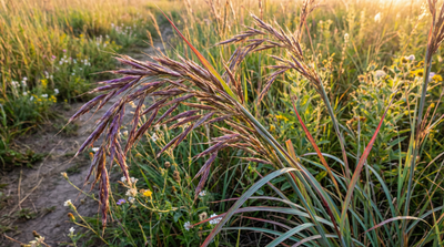 Big Bluestem