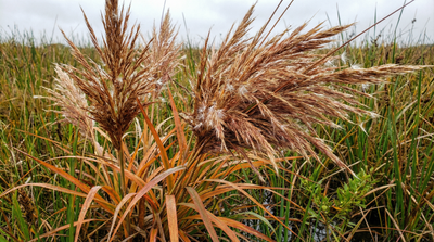 Bushy Bluestem