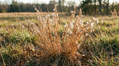 Broomsedge Bluestem