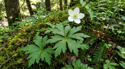 Canada Anemone