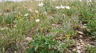 Thimbleweed