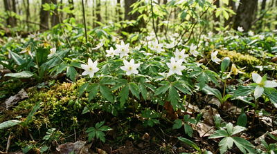 Wood Anemone, Wood Windflower
