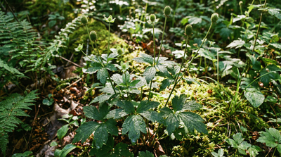 Thimbleweed