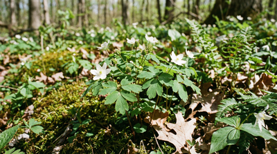 Rue Anemone