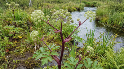 Purple-stemmed Angelica