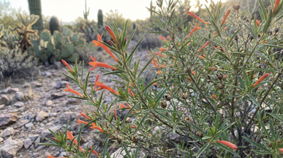 Desert Honeysuckle