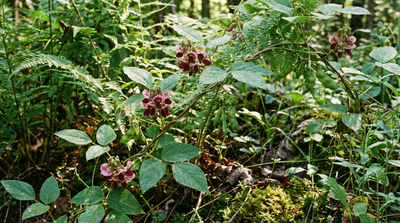 Common Groundnut, Indian-potato, Hopniss