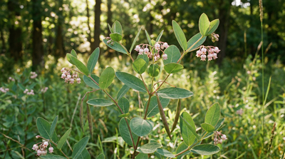 Spreading Dogbane