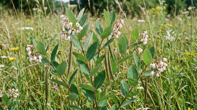 Hemp Dogbane, Indian Hemp