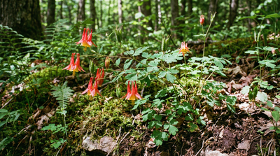 Red columbine