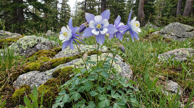 Rocky Mountain Columbine