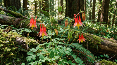 Western Red Columbine