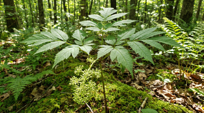 Wild Sarsaparilla
