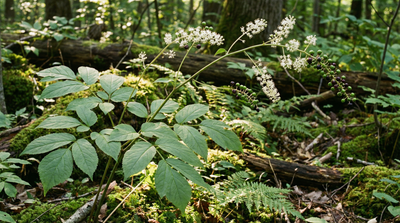 American Spikenard