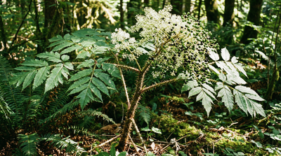 Devil’s Walkingstick