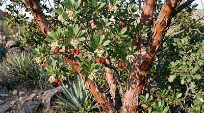 Arizona Madrone