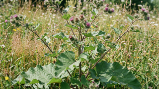 burdock