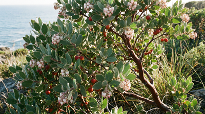 Hairy Manzanita